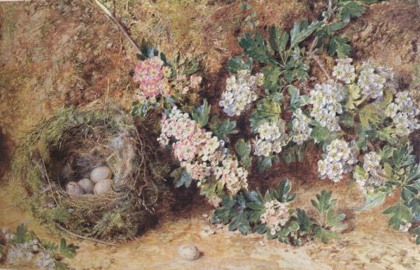 William Henry Hunt,OWS Chaffinch Nest and  May Blossom (mk46) Sweden oil painting art